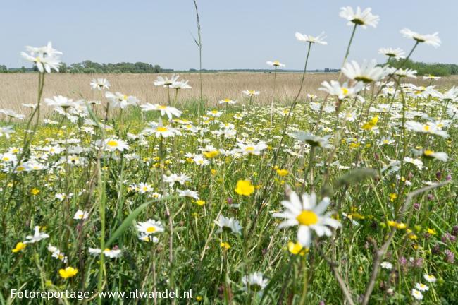 Groene Wissel Zevenaar