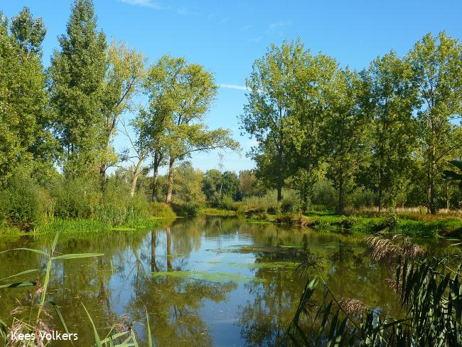 Dommel
