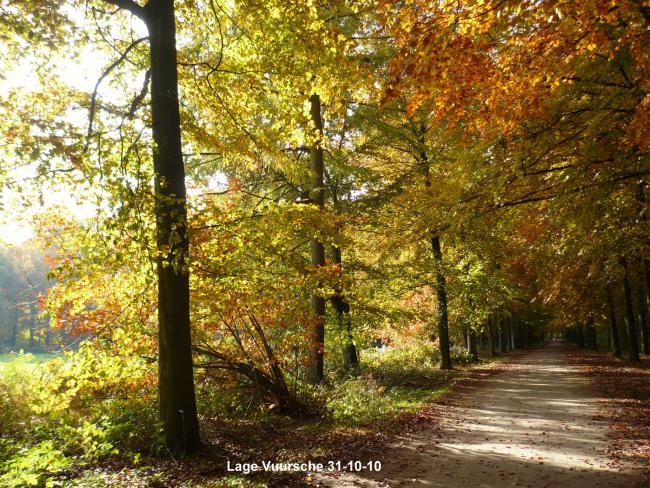 Herfstkleuren De Vuursche 4