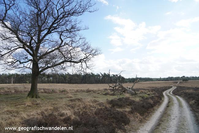 Grote heide - kleine heide