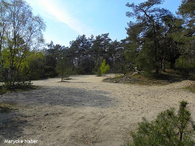 Zandverstuiving in bos langs de Bovendwarsweg