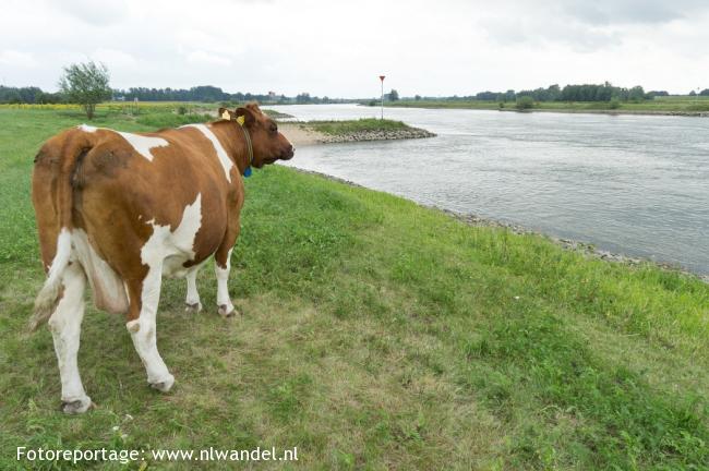 Groene Wissel Deventer 1