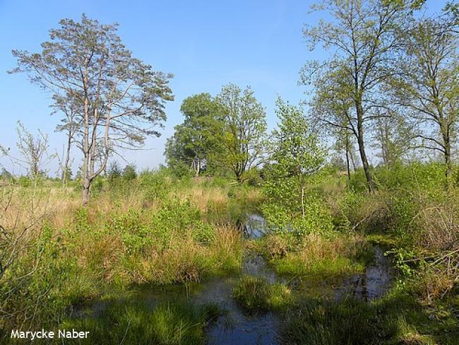 Wandelsporen Vroomshoop - Daarlerveen