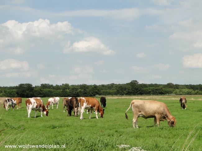 Trage Tocht Zaaibroek