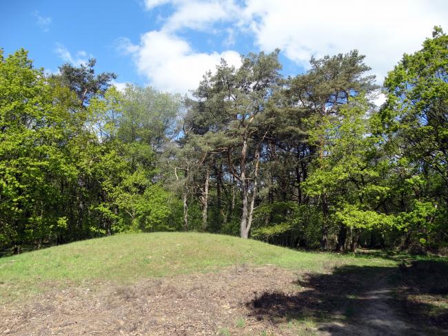 Een van de vele grafheuvels in het Kniphorstbos