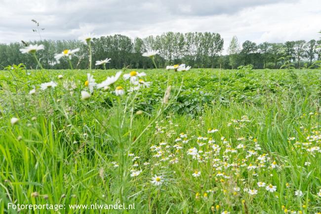 Groene Wissel Best