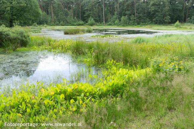 Groote Heide, Hutsven