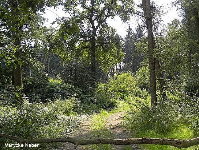 Ingang bos aan de Beverdamsweg