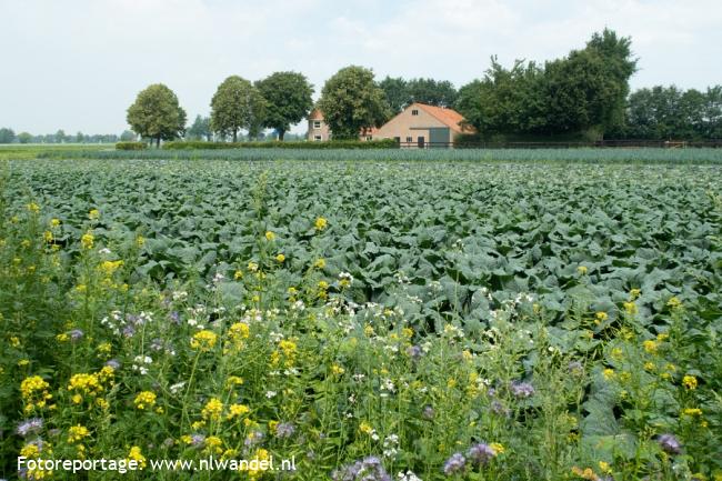 Groene Wissel Marknesse