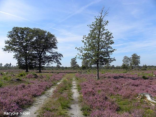 Heideveld Sallandse Heuvelrug