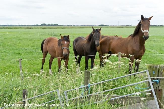 Drie op een rij