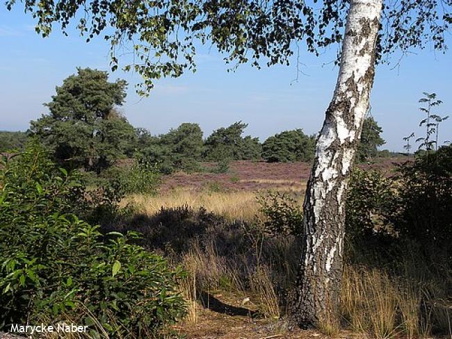 Wandelsporen Holten - Nijverdal