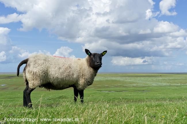 Groene Wissel Warffum