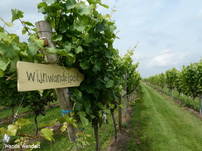 Wijn Wandelpad De Reestlandhoeve
