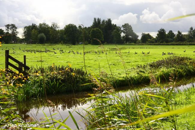 Ganzen in de polder