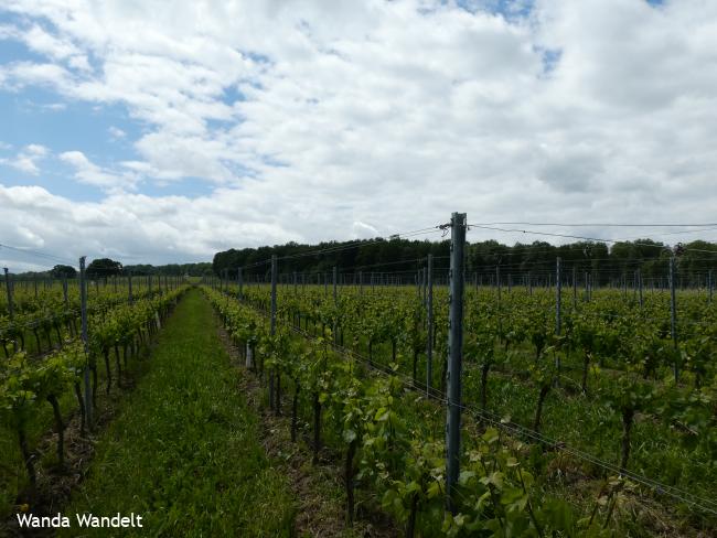 WijnWandeling Vijlen