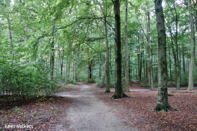 Den Haag Rondje Hout