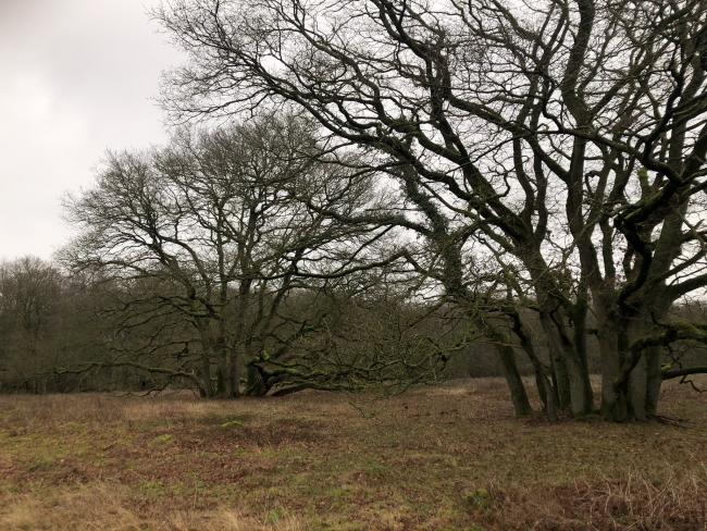 Bijzondere bomen