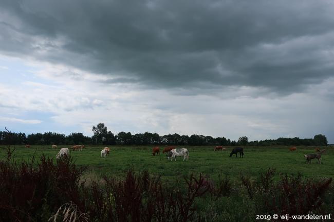 Koeien en donkere wolken