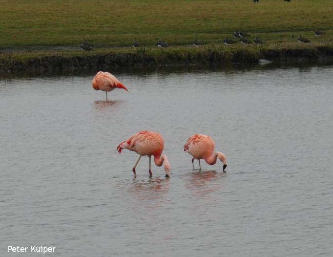Flamingos (25 januari 2020) zichtbaar vanaf de route door de Groenzoom