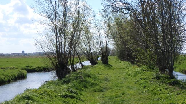 Bomengroep op Tanthofkade
