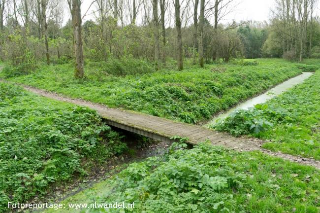 Broekpolder, bos