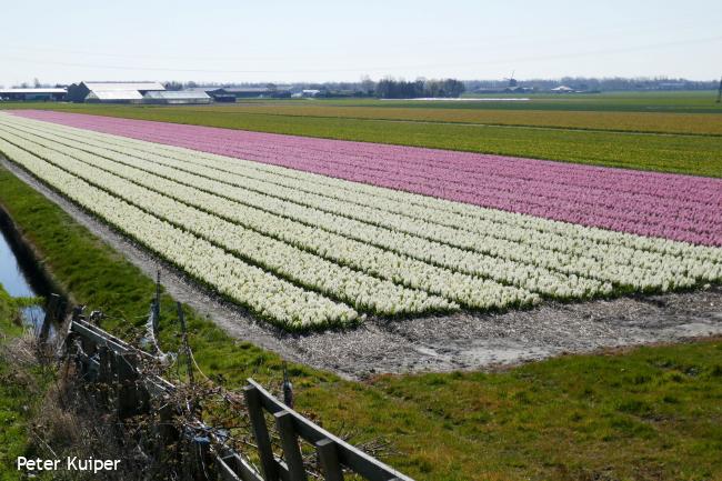 Bollenpracht in de Poelpolder