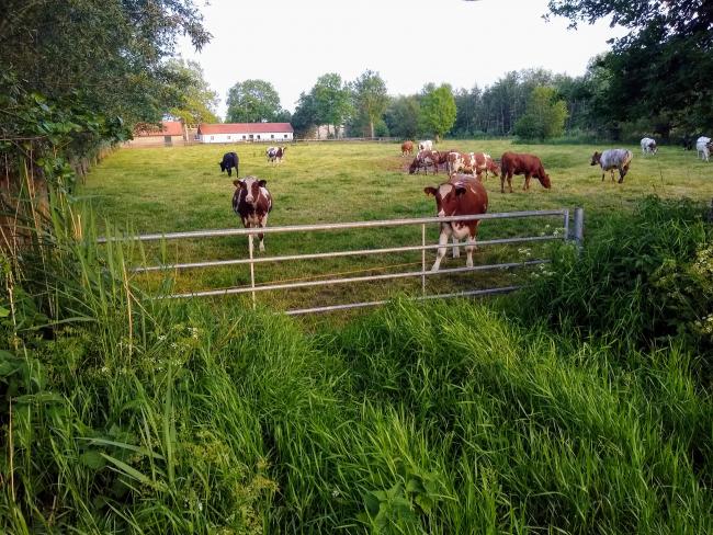 Koeien in het weiland aan de Zwetselaarseweg
