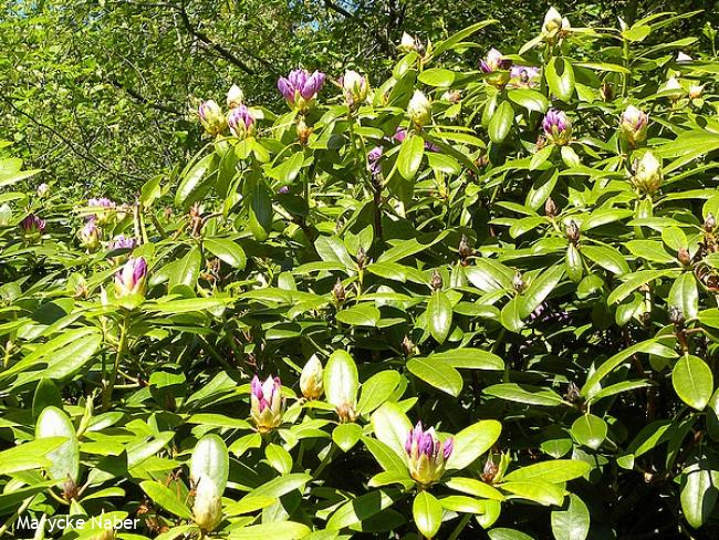 Rododendrons bijna in bloei