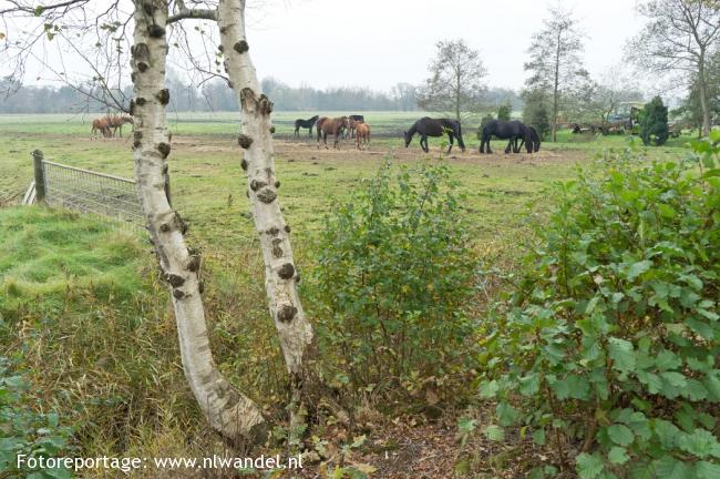 Groene Wissel Hurdegaryp (Hardegarijp)