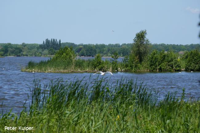 Reeuwijkse Plassen