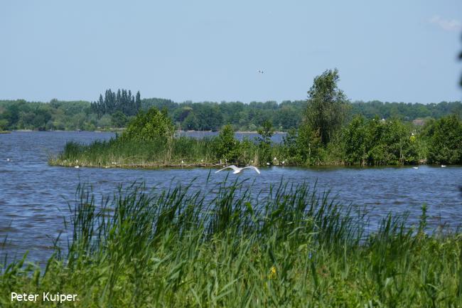 Vogeleilanden in de Reeuwijkse plassen