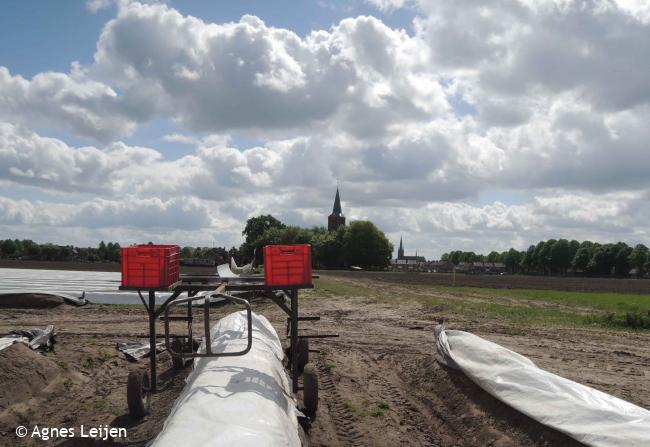 De Oude Toren van Stiphout