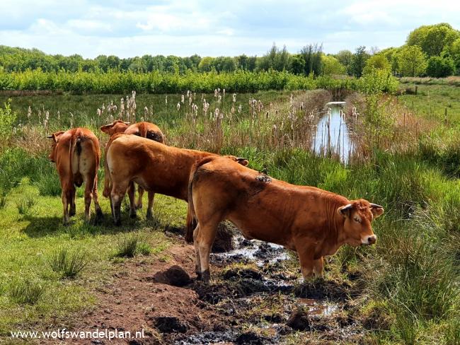 Trage Tocht Woudbloem