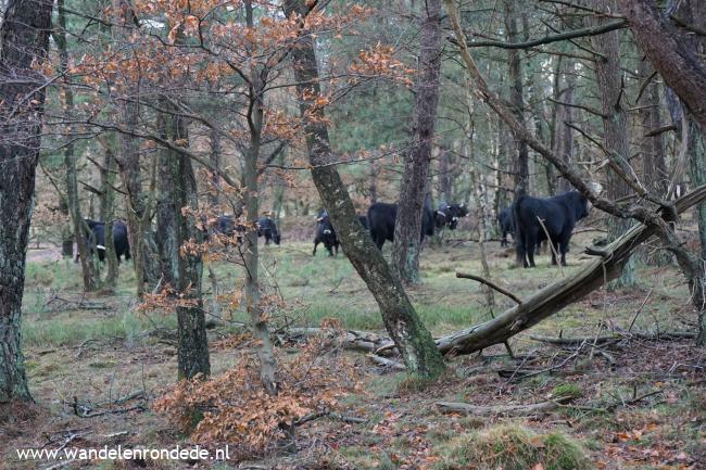 Spaanse runderen