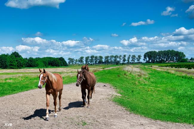 Weide met paarden regio Etten Leur