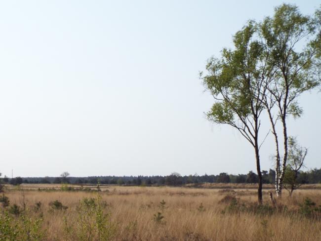 De noordelijke Groote Heide
