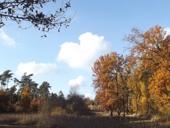 Naar het Weerterbos