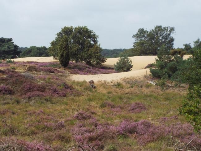 Groote Heide