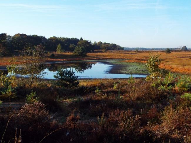 Zandbergsvennen