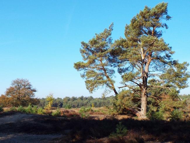 Ommetje Sint Anthonisbos