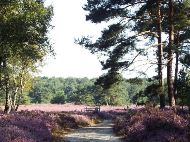 Heidegebied in de Valkenhorst