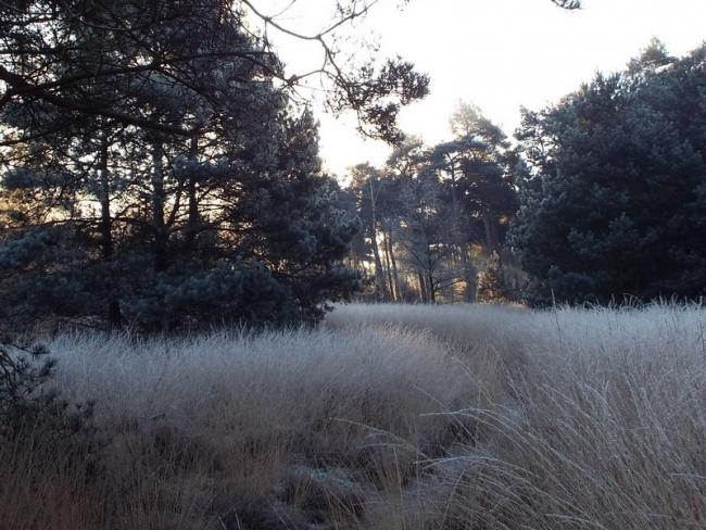 Pad door de Nederheide