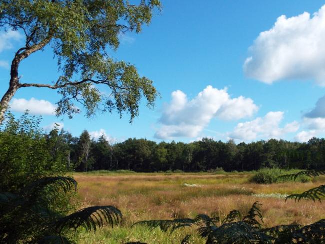 Cranendonckse Bos
