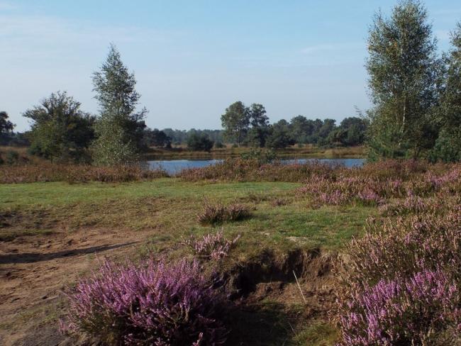 De Kampina met op achtergrond het Brandven