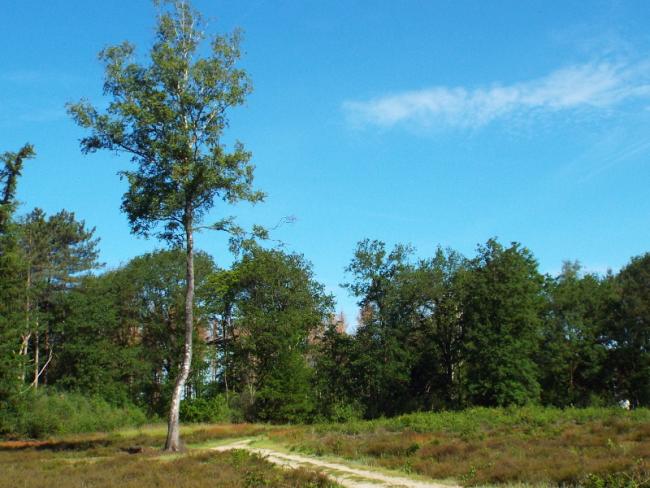 Pad door het grafveld Busjop
