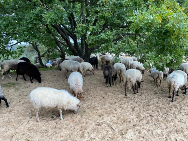 Drentse Aa rond Zeegse en Schipborg