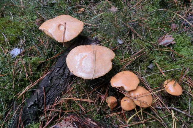 Allerlei soorten paddenstoelen  in Berkenheuvel