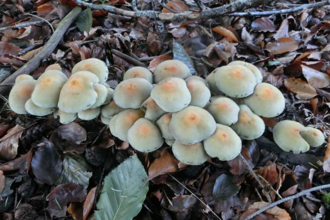 Allerlei soorten paddenstoelen  in Berkenheuvel