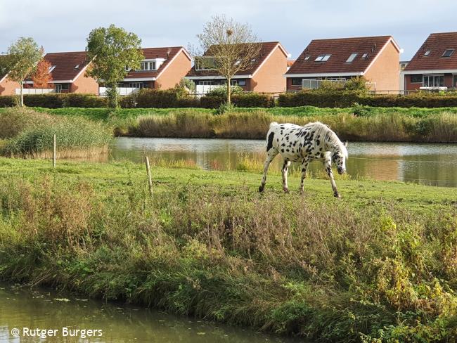 Trage Tocht Enkhuizen (stadse tocht)